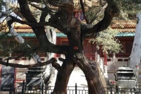 风水学说_北京故宫御花园种了好多柏树