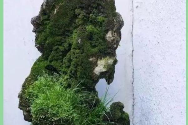让家庭和谐青苔的风水