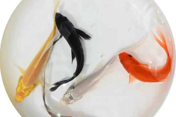 锦鲤鱼混养风水