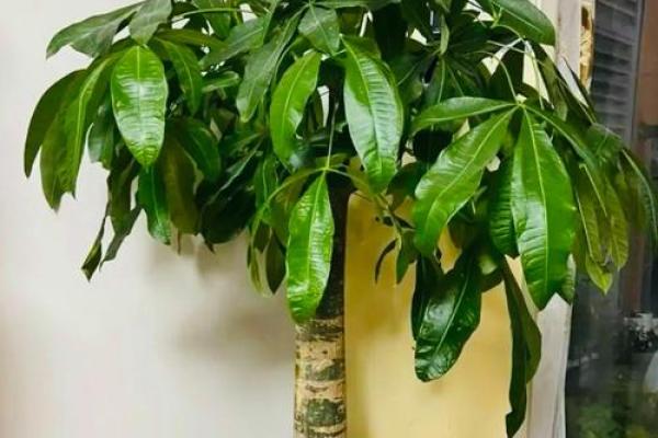 阳台风水：风水改运改命旺事业