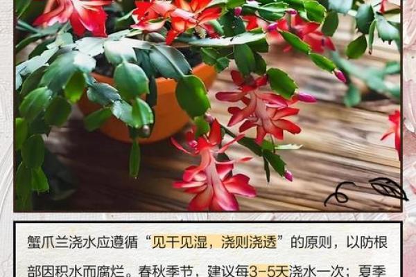 蟹爪兰风水寓意