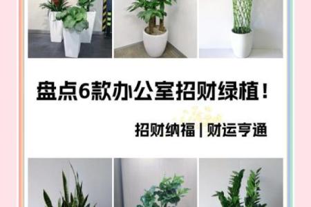 办公室风水绿植有哪些选择适合