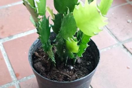 蟹爪兰风水寓意