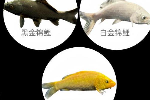 家庭养风水鱼适合哪几种？