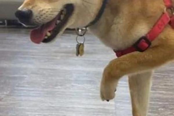 狗八字腿