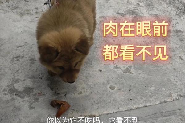 狗狗八字