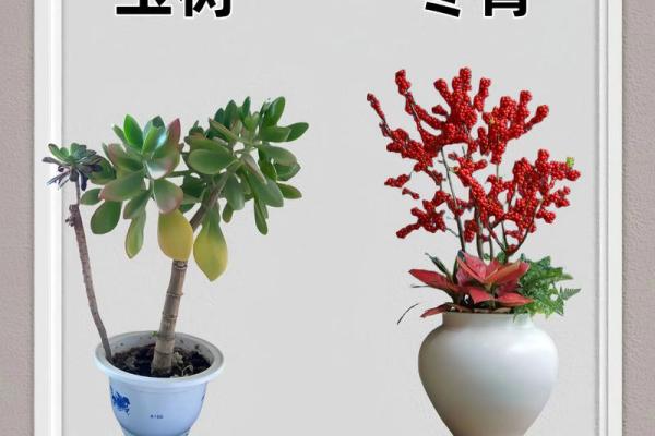 植物风水也有重要作用 推荐几种旺宅的植物