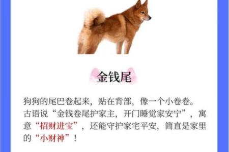 狗狗八字