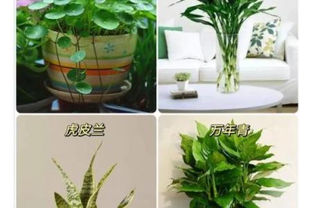 植物风水也有重要作用 推荐几种旺宅的植物