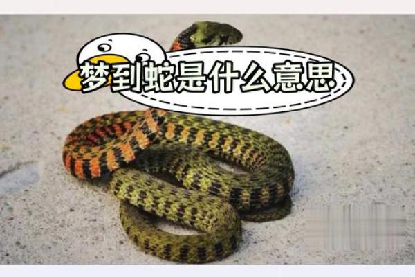 梦见房子风水不好有蛇