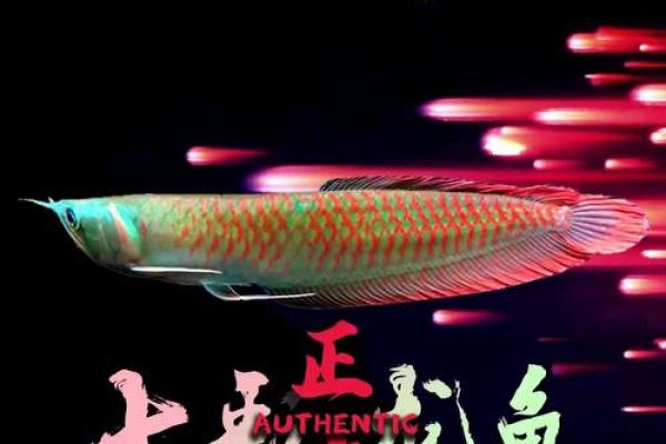 养银龙鱼风水 养银龙鱼风水讲究