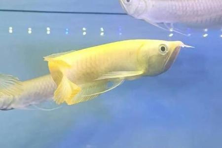 养银龙鱼风水 养银龙鱼风水讲究