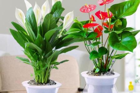风水什么花招财又旺宅好养吉祥植物
