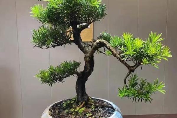 房子西边适合种什么植物风水好