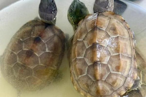 风水的方位_乌龟代表哪个方向