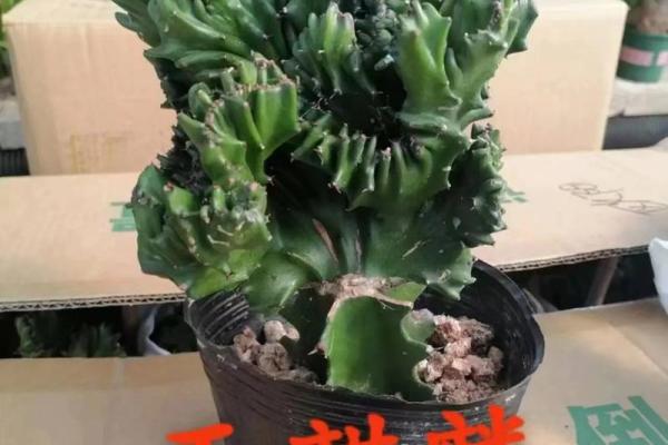 玉麒麟风水风水作用是什么摆放禁忌