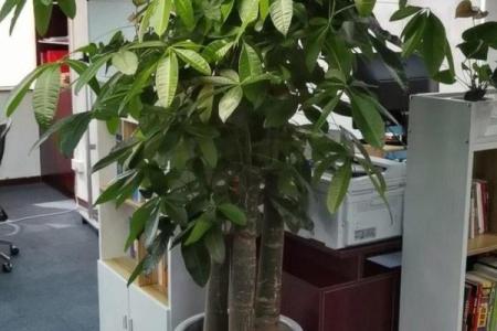 房子西边适合种什么植物风水好