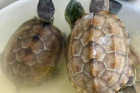 风水的方位_乌龟代表哪个方向