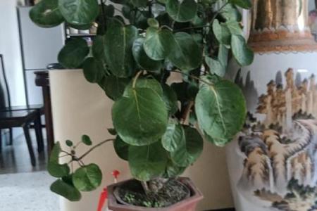 有哪些植物可以改变风水呢？