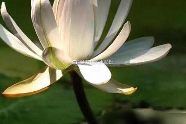 风水命理_主角叫王文涛闫思彤的小说