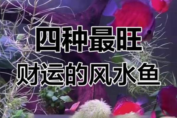 属兔人最适合养什么风水鱼？