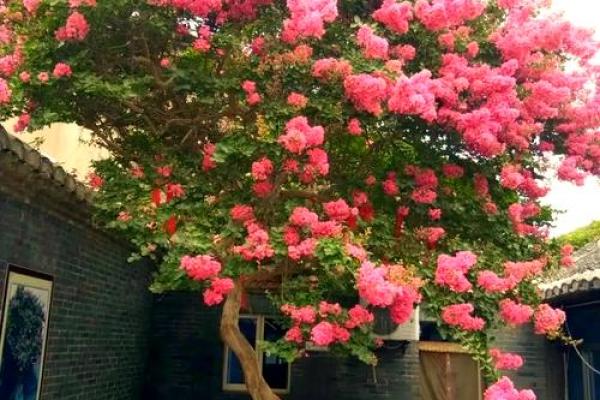 北方庭院十大吉祥之树风水树