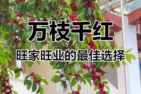 北方庭院十大吉祥之树风水树