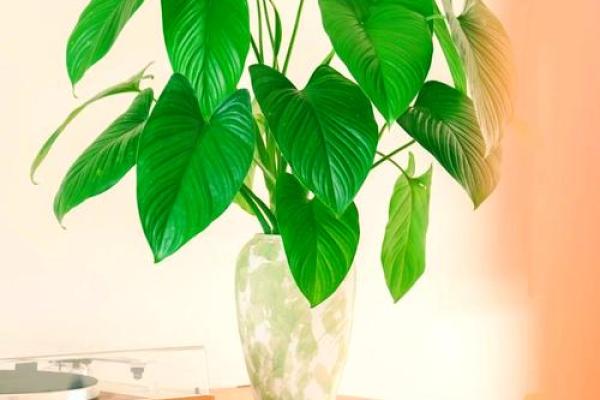 家居生活中风水植物与健康开运