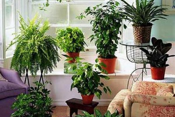 家居生活中风水植物与健康开运
