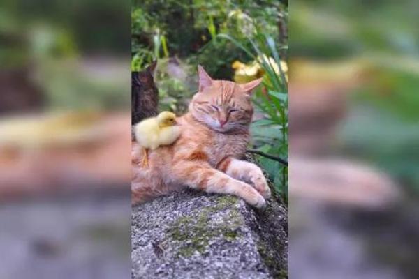 小黄鸭 风水