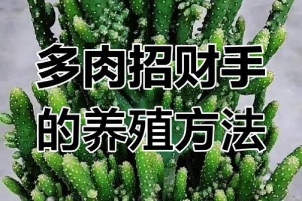 聚财风水_招财手花有什么好处