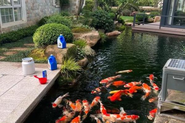 楼顶养鱼 风水
