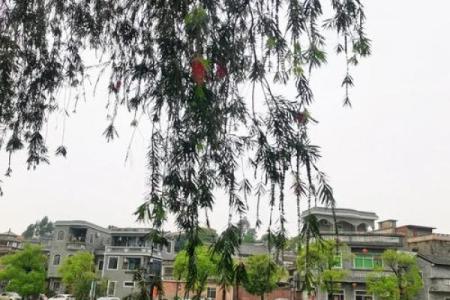 佛山什么样的房子风水好