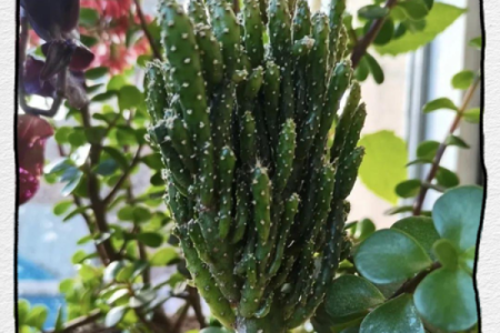 聚财风水_招财手花有什么好处