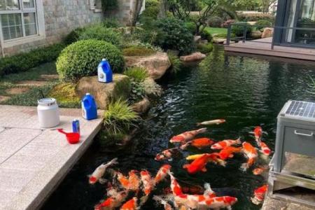 楼顶养鱼 风水
