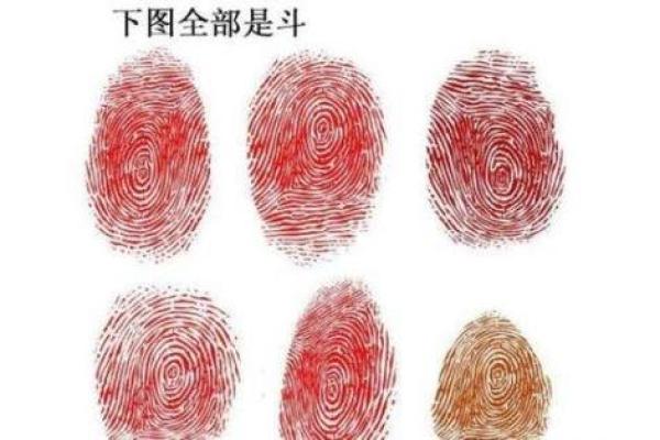 4个斗的男人是什么命 手指斗的数量代表什么命