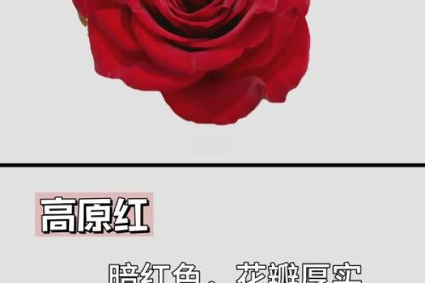 玫瑰花的风水和禁忌