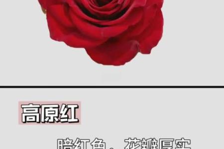 玫瑰花的风水和禁忌