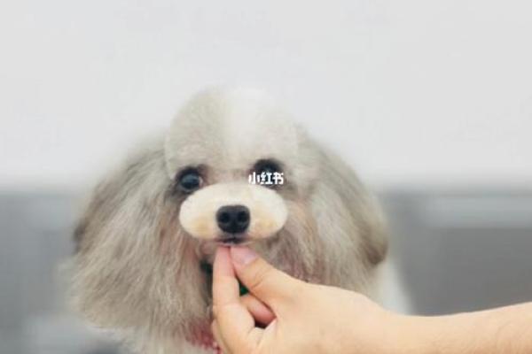泰迪八字头