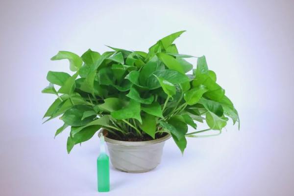 养绿萝风水