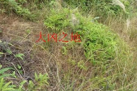 签灵爷爷山神六十五签