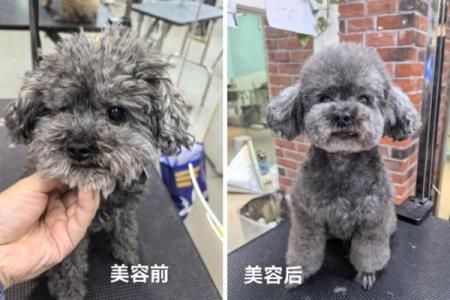 泰迪八字头
