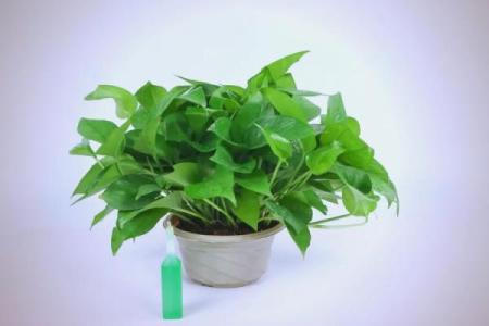 养绿萝风水