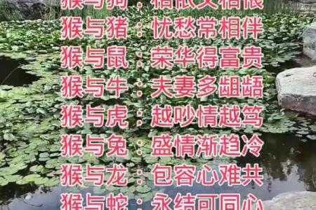 算婚姻属鼠男和属猴女八字相合吗 婚姻好吗