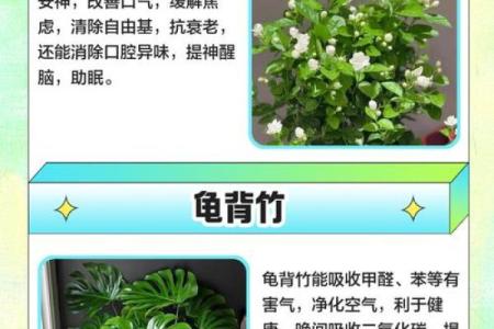 儿童卧室摆放植物风水宜忌