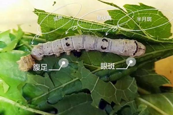 观音灵签田蚕倍熟