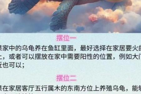 养多少只龟 养龟风水 养几只龟好