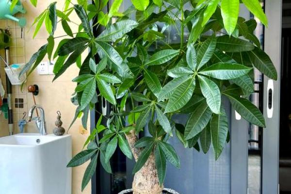 旺运风水局，如何使用植物布局