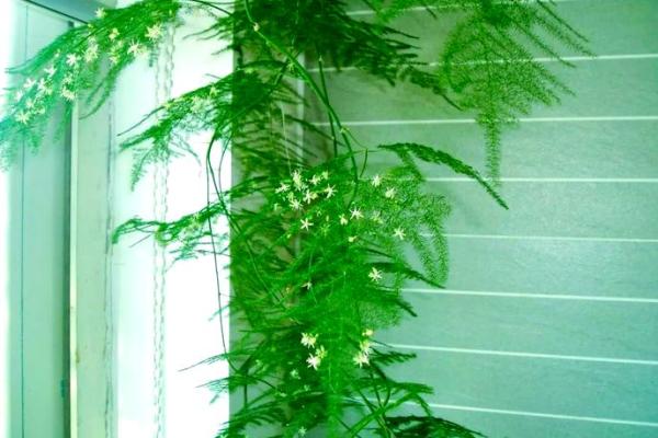 风水价值，为啥家里不能养文竹