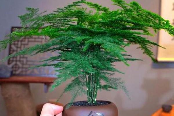 风水价值，为啥家里不能养文竹
